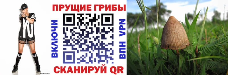 Псилоцибиновые грибы Cubensis  это какой сайт  Михайлов 
